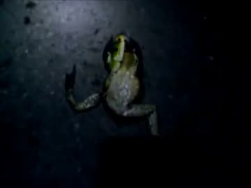 うどんとＣＪの釣行記③　8月のナマズ釣り　パート2