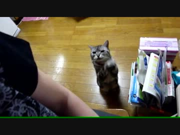 【レオ★ララ】 猫缶おねだりがパワーアップしてきた