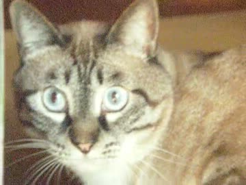 すっかり家猫になった？ジャンくん　元野良猫には見えないねぇ