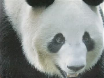 【レポ企画】東京の奥地に伝説の動物園を見た!!【上野動物園】