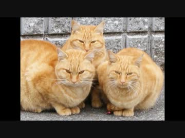 【作業用BGM】Perfume神曲REMIX