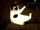 猫と黒いコロコロ
