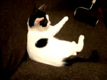 猫と黒いコロコロ