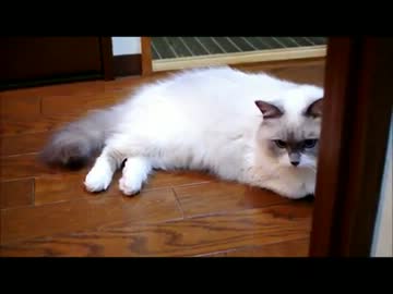なやむねこ