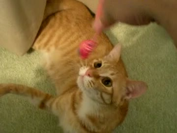 拾いねこ＠生後419目/386日目　歯磨きしてあげてたら噛まれて痛いでござる