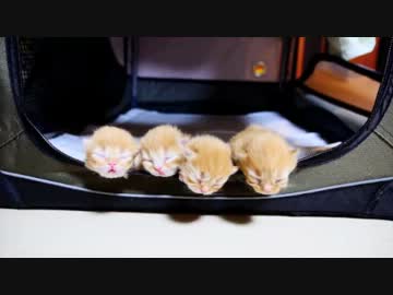 【マンチカン４兄妹】生後４日目の子猫たち