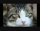 毛づくろいをするだけの動画