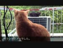 【子猫日記】なつの成長記録　8月24日【ぬこぬこ動画】