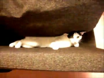 どうしてもソファーで寝たい猫