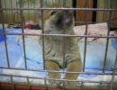 柴犬　生後53日　メス