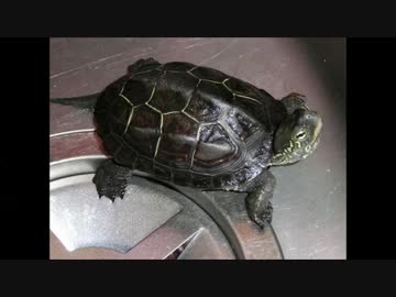 脱走した亀の後をつけてみた