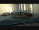 オオグソクムシ＠鳥羽水族館_20130814