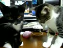 生後14週間-3　うちのまりさがお座りしたよ