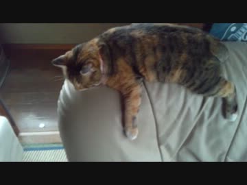 【ねこ】暑そうだったので、ちょっかい出してみた