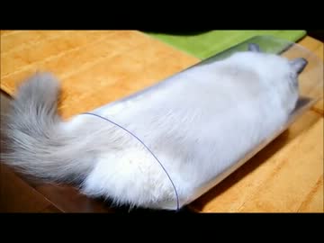 ねこ　ＶＳ　テーブルとかにしくビニールのやつ　　　...なんで？