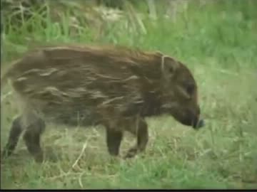 【永井先生】愛媛のアニマルチャンネルpart１