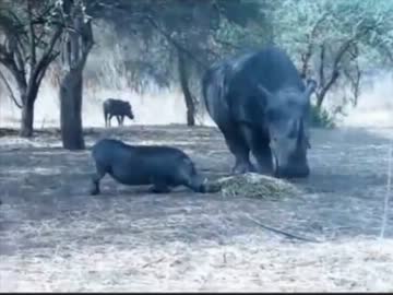 【永井先生】愛媛のアニマルチャンネルpart２