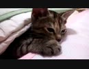 IMG_2190.MOV