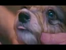Rinocerose - Bitch
