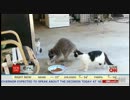 猫の餌を盗んで、とっとこ走り去るアライグマ