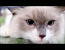 テーブルとかにしくビニールのやつが大好きになってしまったねこ