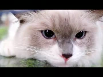 テーブルとかにしくビニールのやつが大好きになってしまったねこ