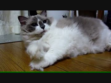 【レオ★ララ】 ララ６才の誕生日