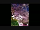 投稿2回目!　千本桜歌ってみた　《あめ∞かえる》（キー下げ）