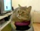 ネコ集めました