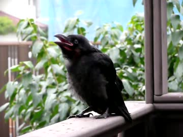 カラスの子