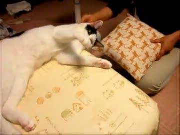 ちょっかいを出される猫