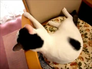 不精する猫