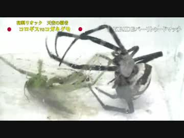 【和製リオック再襲】KRIDE.22【ダブルタイトルマッチ】