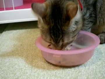 拾いねこ＠生後422目/389日目　もしゃもしゃアコツキ