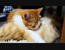 【マンチカン３兄妹】母の愛がとまらない