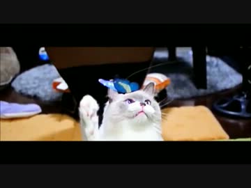 ソーラーバタフライとねこ　　　基本的に真顔