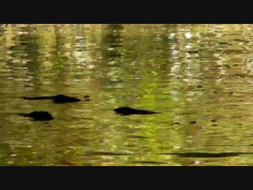 UMA / 未確認生物