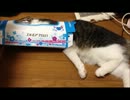 空ティッシュ箱に入るネコ