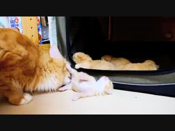 【マンチカン４兄妹】生後１週間の子猫たち