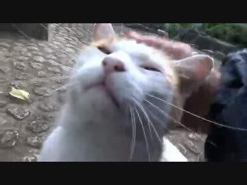 モフられてよだれを垂らす公園猫【ノーカット】