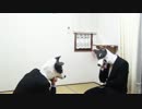 味の素のCM作ってみた　Siberian Husky.mp4