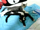 生後15週間-1　子猫の寝姿萌え