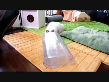 透明なトンネルに猫