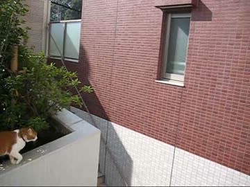 ゴンちゃんのジャンプ！