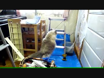 【レオ★ララ】 エアコンクリーニングに興味津々な猫