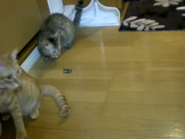 拾いねこ＠生後423目/390日目　久々のG(もどき