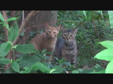 公園で野良の子猫ファミリーと遭遇