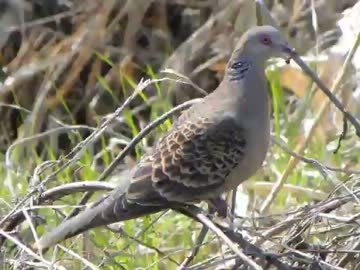 ボカロたちがキジバトの鳴き声をさえずってみた動画
