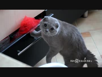実は見られていたのを知った猫の反応