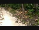 ビビリなので　明るい時に　廃金山歩いてみた4（ニコ生）